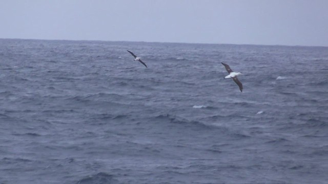 albatros stěhovavý - ML466295491
