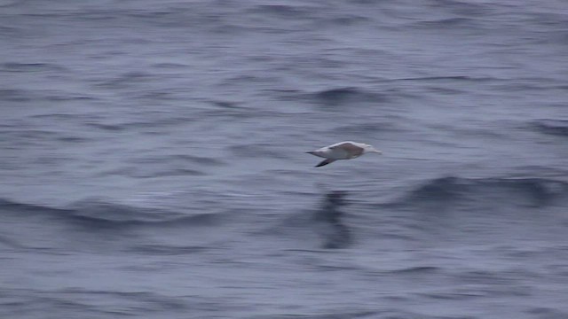 Snowy Albatross - ML466297021