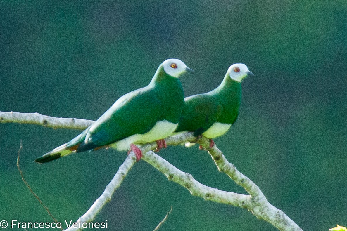 White-bellied Imperial-Pigeon - ML466297031