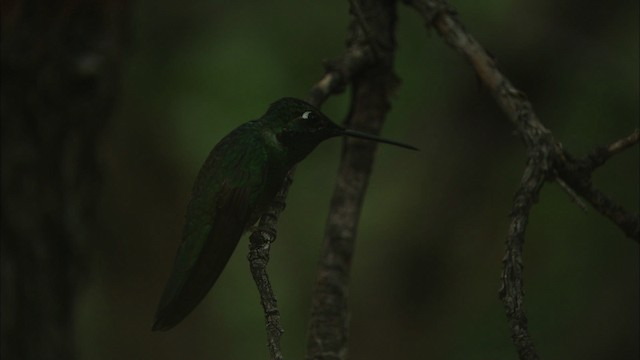 Rivoli's Hummingbird - ML466300