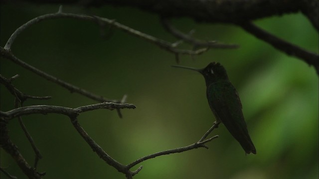 Rivoli's Hummingbird - ML466301