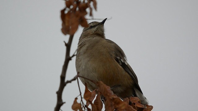 Patagonian Mockingbird - ML466302421