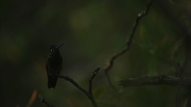 Rivoli's Hummingbird - ML466303