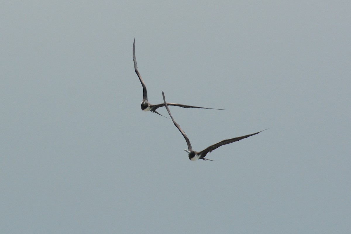 ML466303851 - Magnificent Frigatebird - Macaulay Library