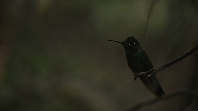 Rivoli's Hummingbird - ML466304