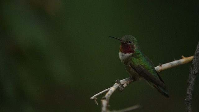 Broad-tailed Hummingbird - ML466305