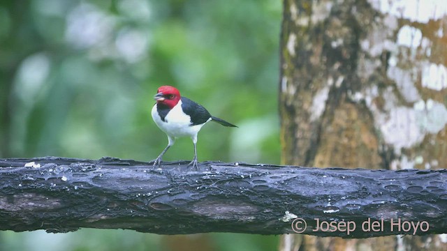 Red-capped Cardinal (Red-capped) - ML466305201