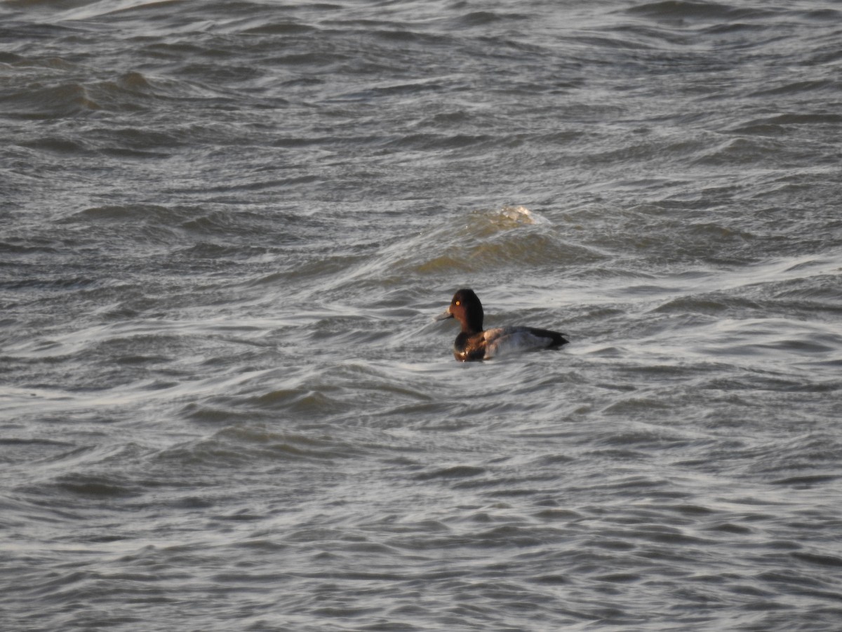 Greater Scaup - ML46630541