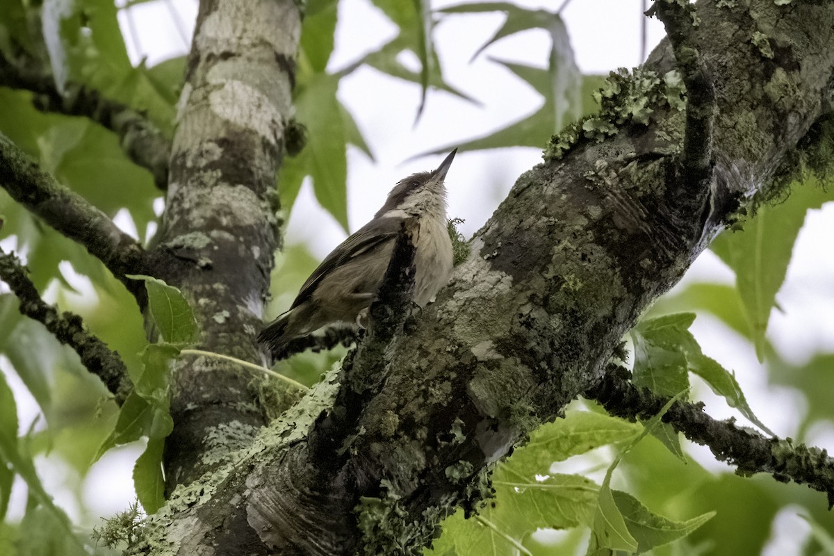 Brown-headed Nuthatch - ML466305681