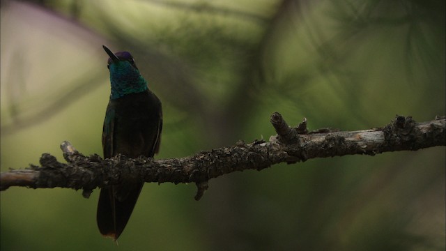  - Rivoli's Hummingbird