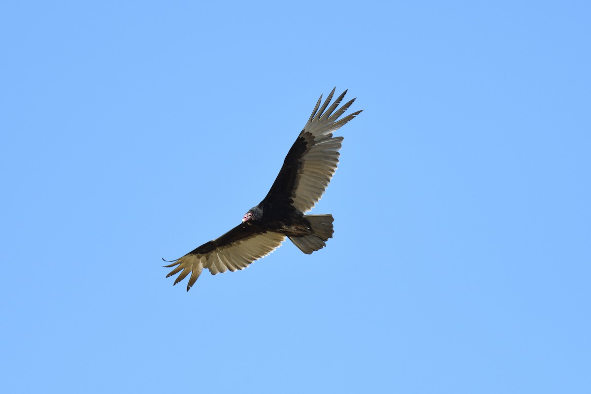 Turkey Vulture - ML466308061