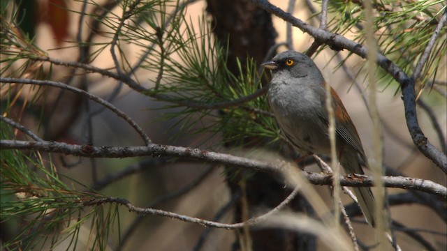  - Yellow-eyed Junco (Mexican)