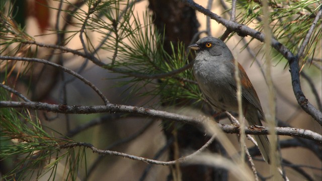 Yellow-eyed Junco (Mexican) - ML466309