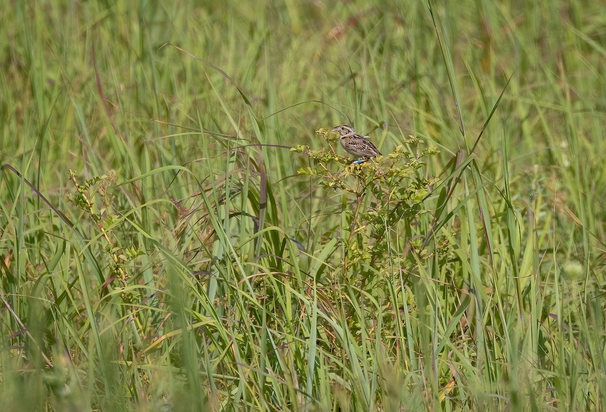 Grasshopper Sparrow - ML466310721