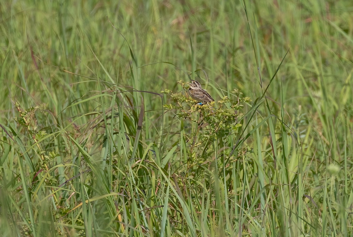Grasshopper Sparrow - ML466310731