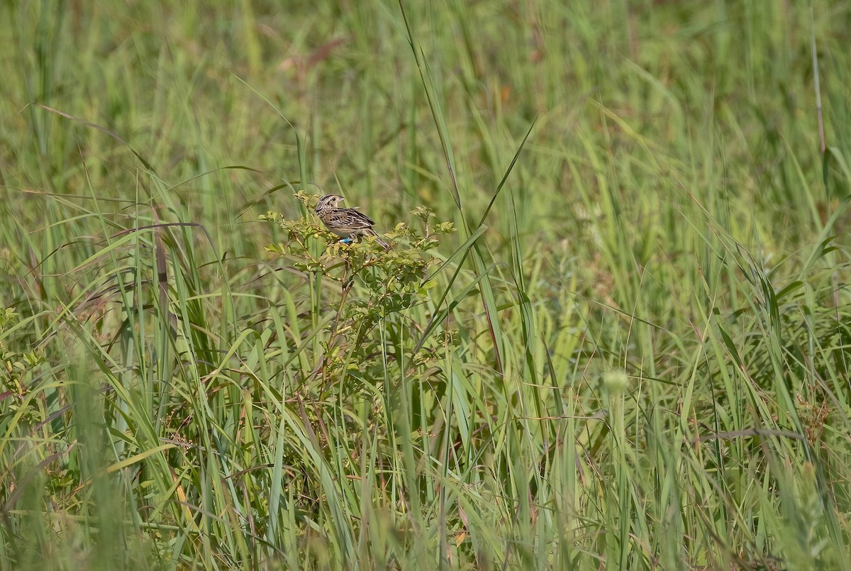 Grasshopper Sparrow - ML466310741