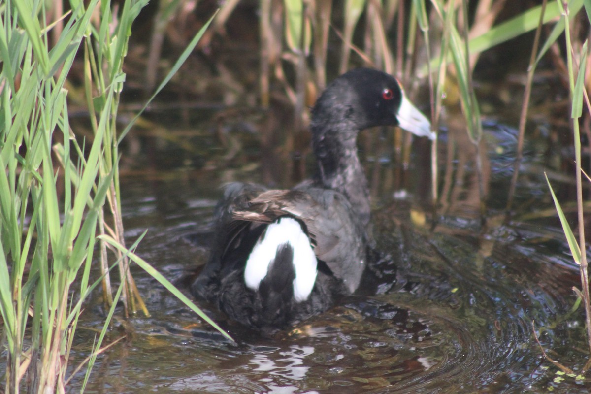 American Coot (Red-shielded) - ML466310991