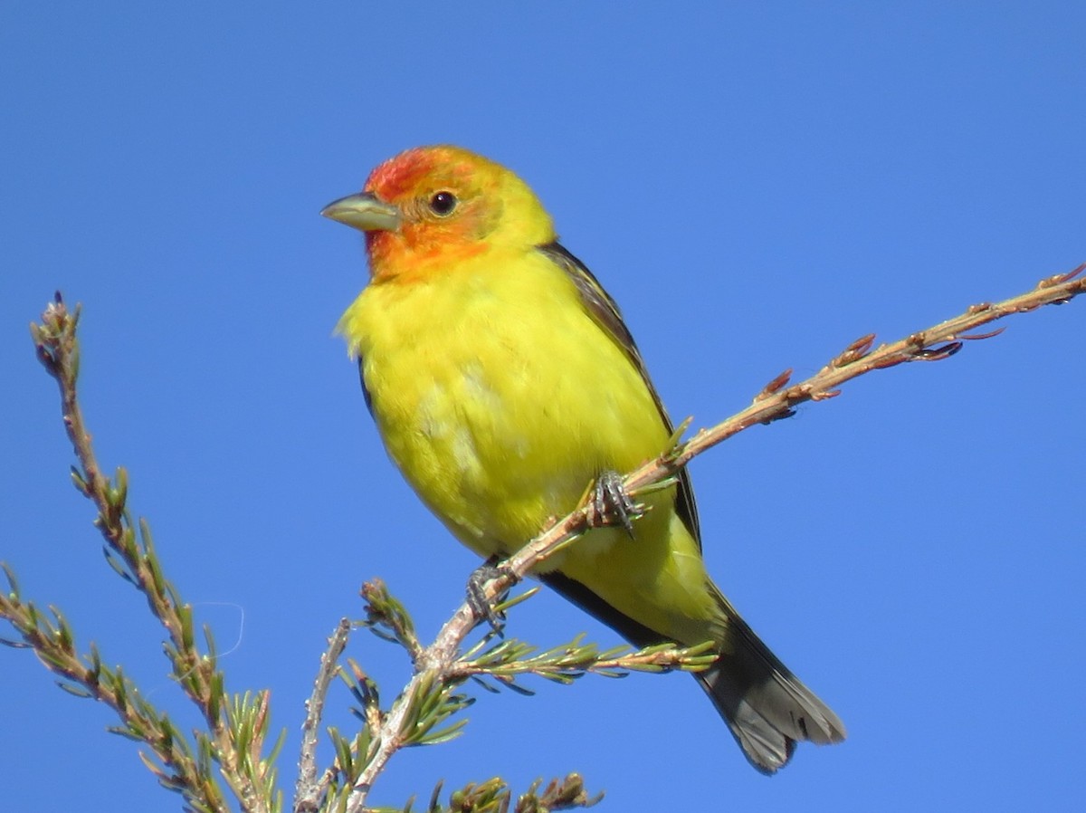 Western Tanager - ML466313071