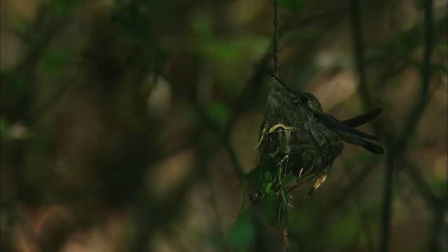 Broad-billed Hummingbird - ML466318