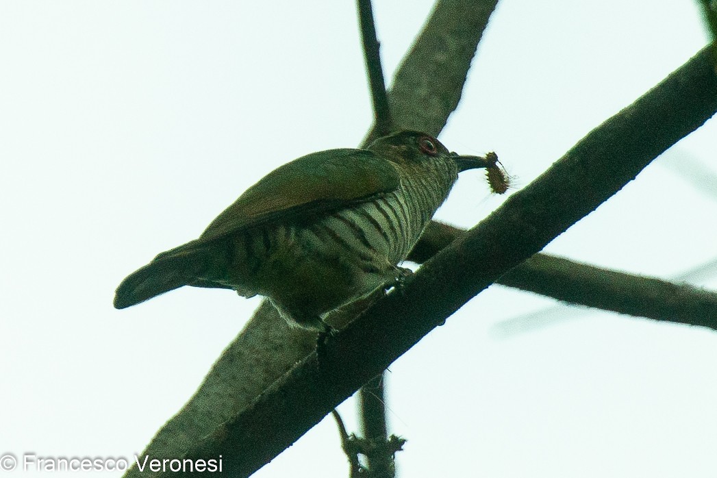 Little Bronze-Cuckoo - Francesco Veronesi