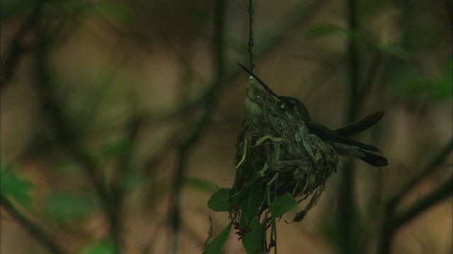 Broad-billed Hummingbird - ML466319