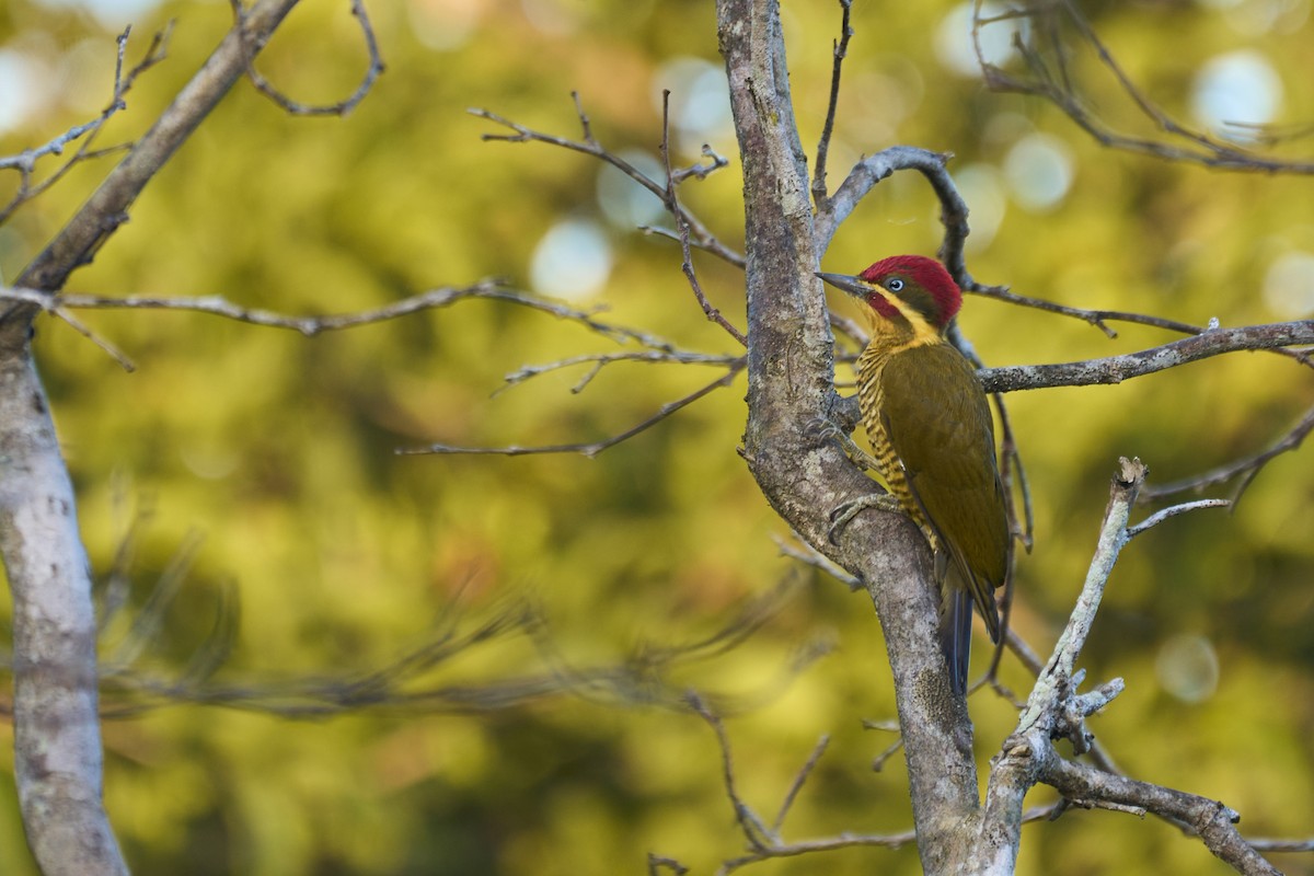 Golden-green Woodpecker (Golden-green) - ML466319451