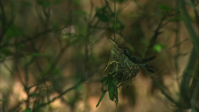 kolibřík širokozobý - ML466320