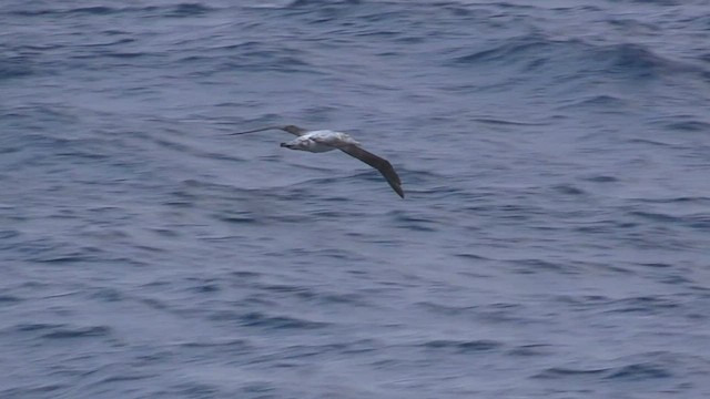 albatros stěhovavý - ML466320731