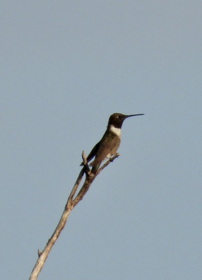 Black-chinned Hummingbird - ML466321121