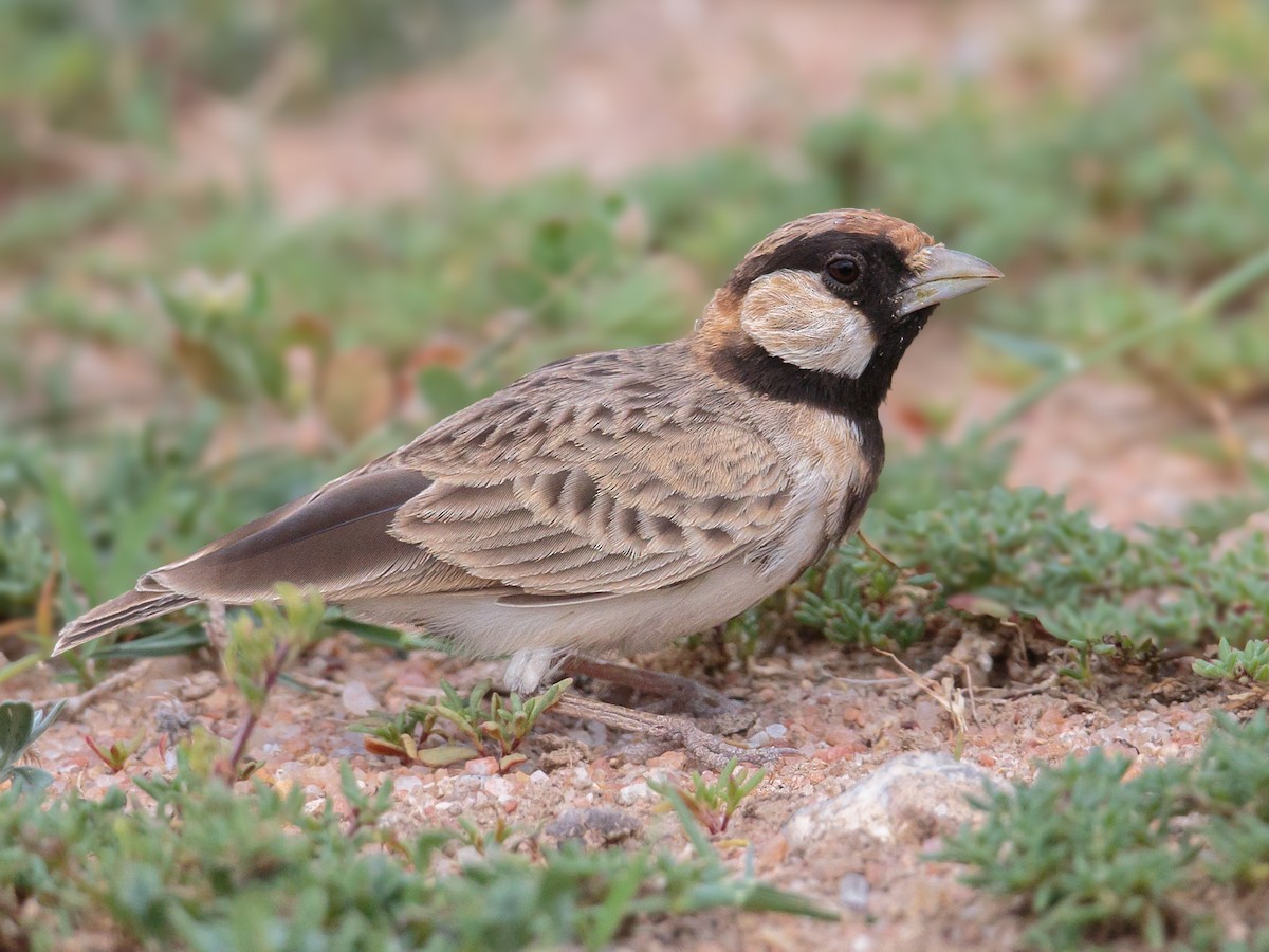 Fischer's Sparrow-Lark - Eremopterix leucopareia - Birds of the World