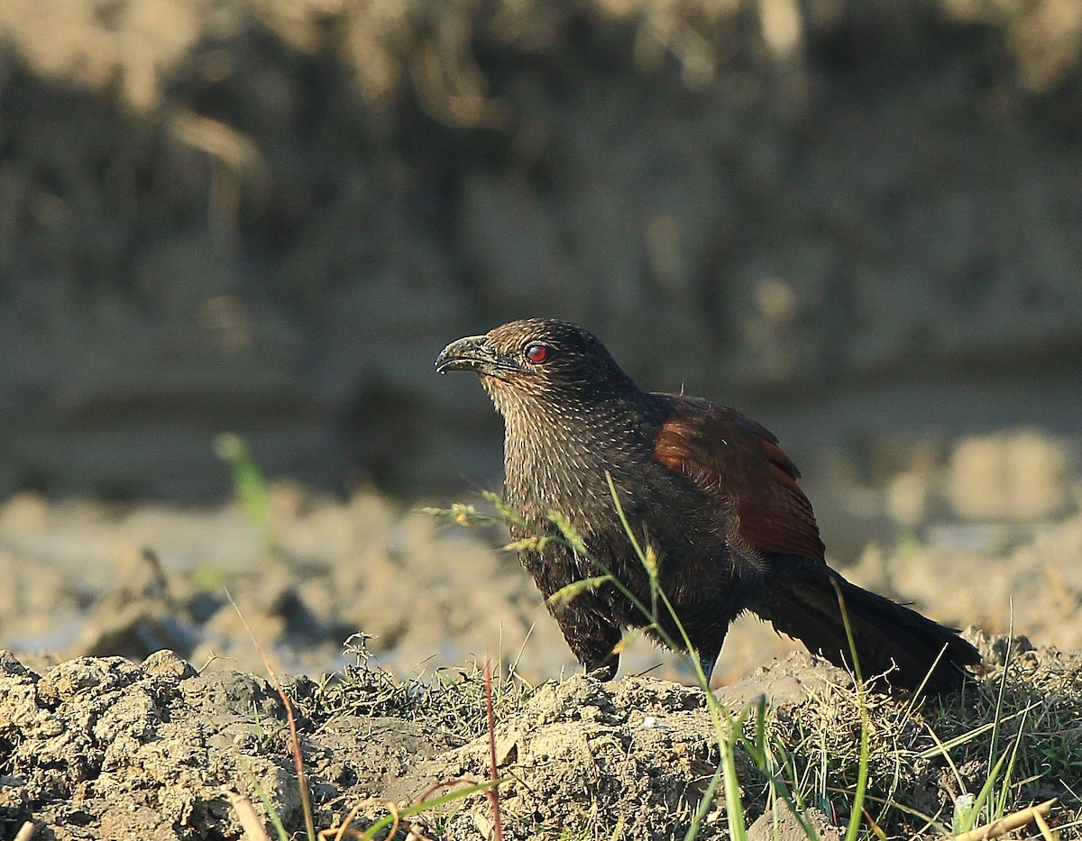 Greater Coucal - Arnab Pal
