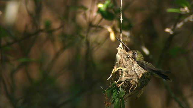 kolibřík širokozobý - ML466323