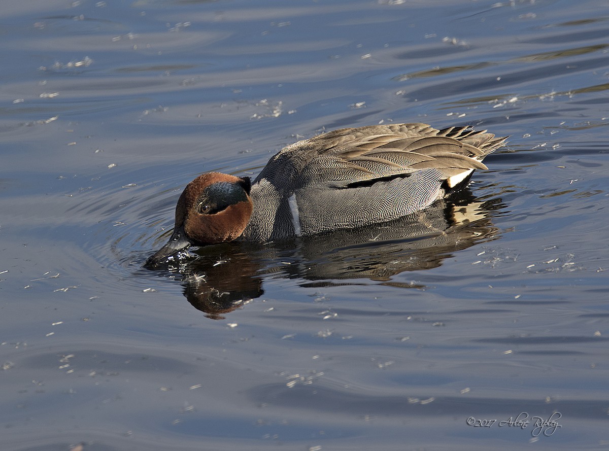 Green-winged Teal - ML46632361