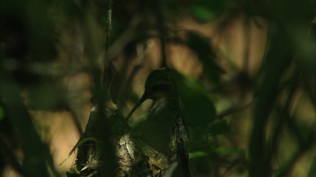 Geniş Gagalı Kolibri - ML466324
