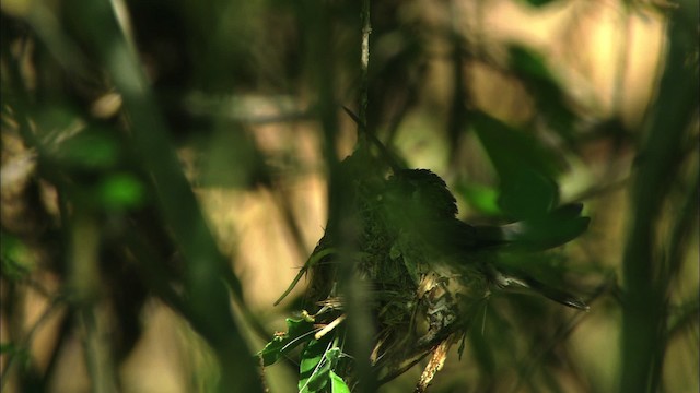 Geniş Gagalı Kolibri - ML466325