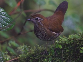  - Barred Antthrush