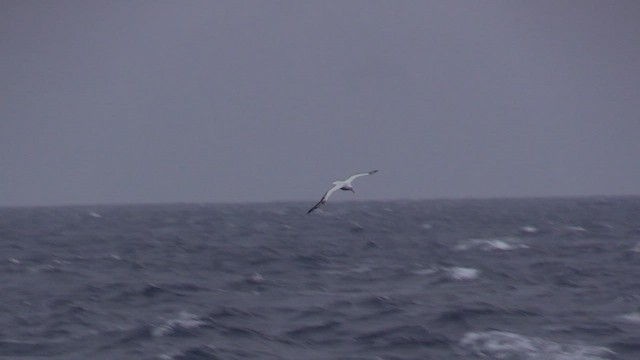 Snowy Albatross - ML466326681