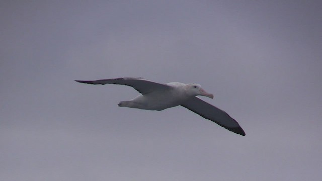 Albatros hurleur - ML466328731