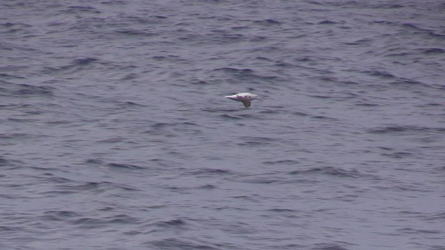 Snowy Albatross - ML466330381