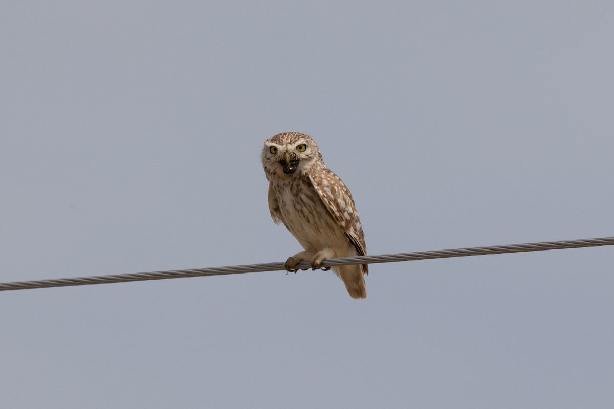 Little Owl (Hutton's) - ML466331341