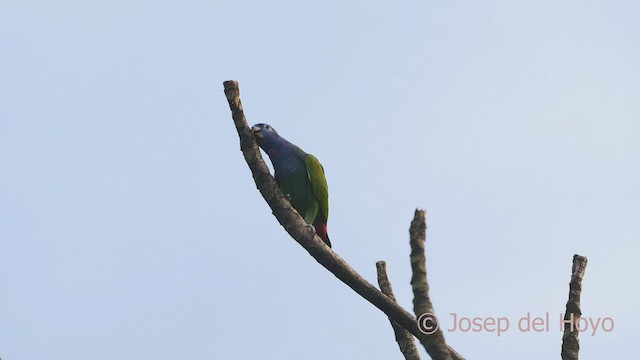 Blue-headed Parrot - ML466334931