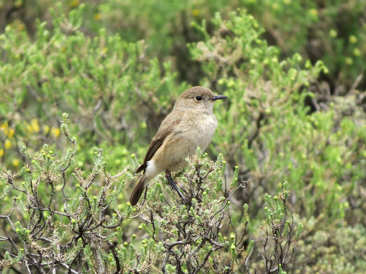 Sickle-winged Chat - ML466335291