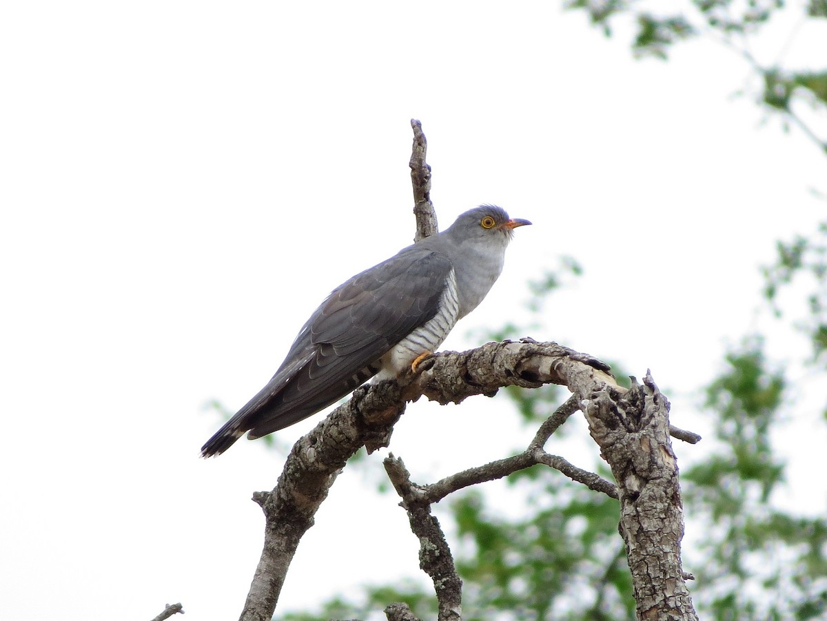 African Cuckoo - ML466337141