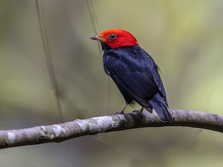  - Red-headed Manakin