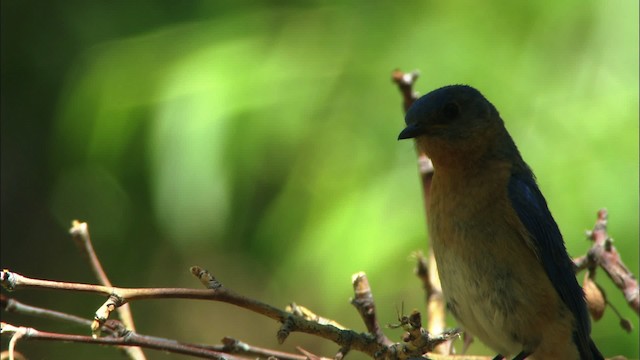 Eastern Bluebird (Mexican) - ML466338