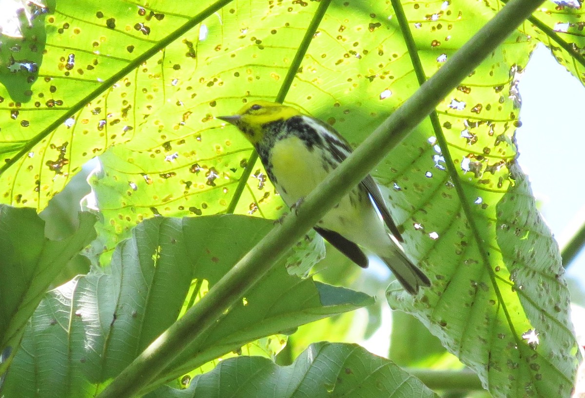 Black-throated Green Warbler - ML46633891