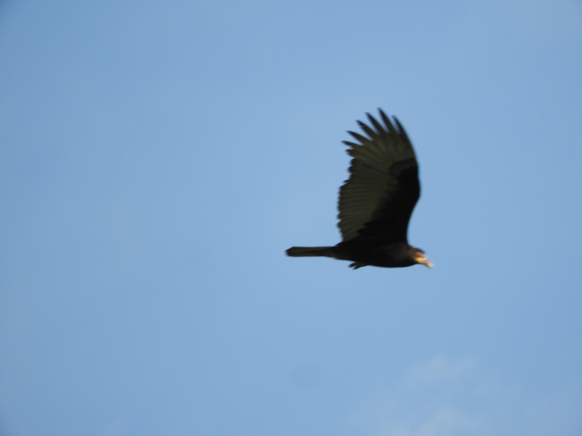 Lesser Yellow-headed Vulture - ML466343301