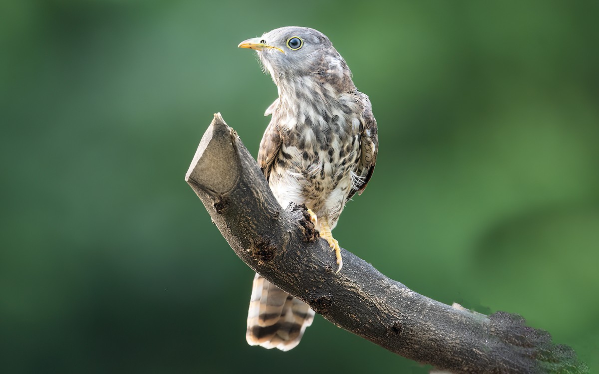 Common Hawk-Cuckoo - Parmil Kumar
