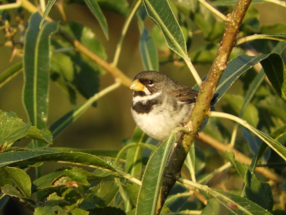 Double-collared Seedeater - ML466349701