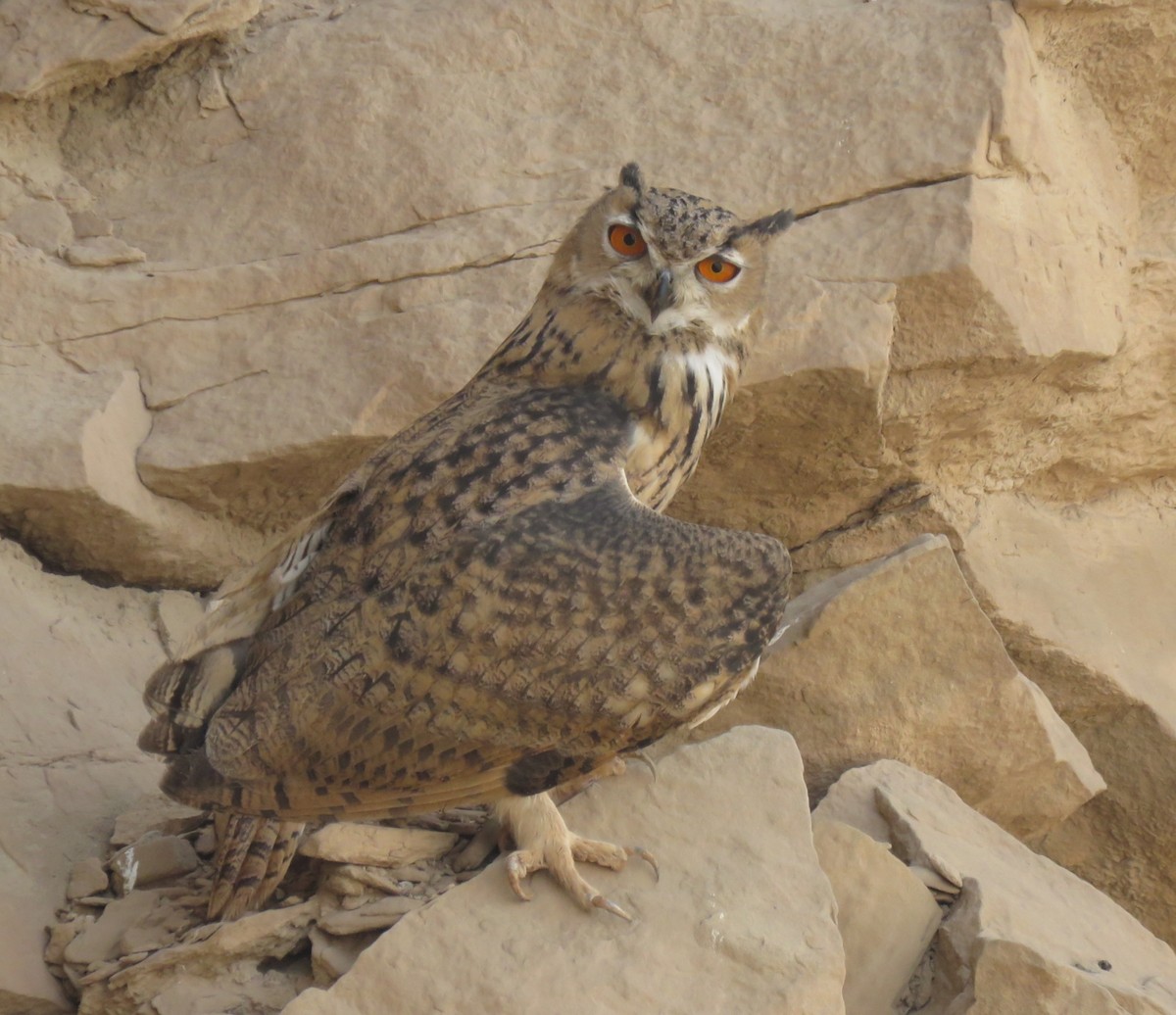 Eurasian Eagle-Owl - ML466349861